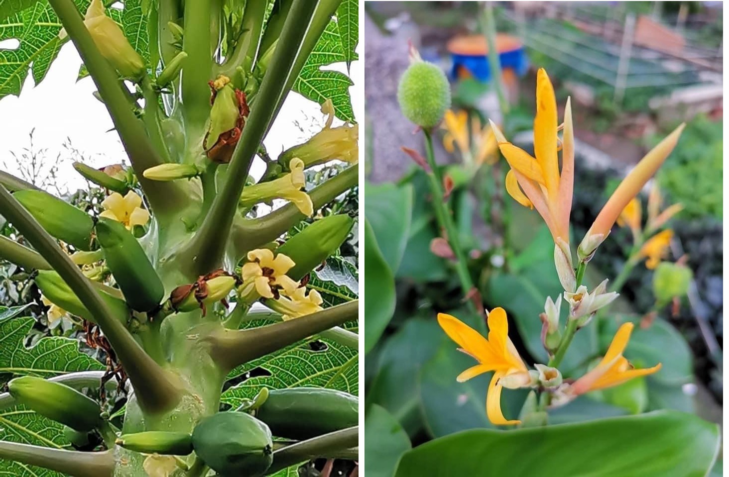 城市中少見的木瓜樹開花結果（左圖）（圖片來源：吳佩華）/炮仗花別稱：黃金珊瑚、炮竹花（右圖）（圖片來源：吳佩華）