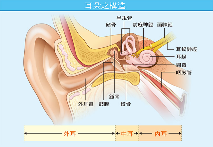 ▲耳朵構造圖 （來源：medium.com）