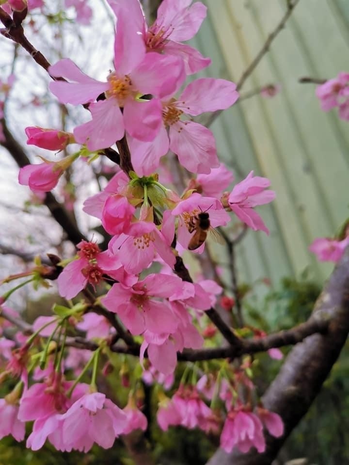 土城貨饒里希望之河左岸美不勝收的櫻花（圖片來源：吳佩華）