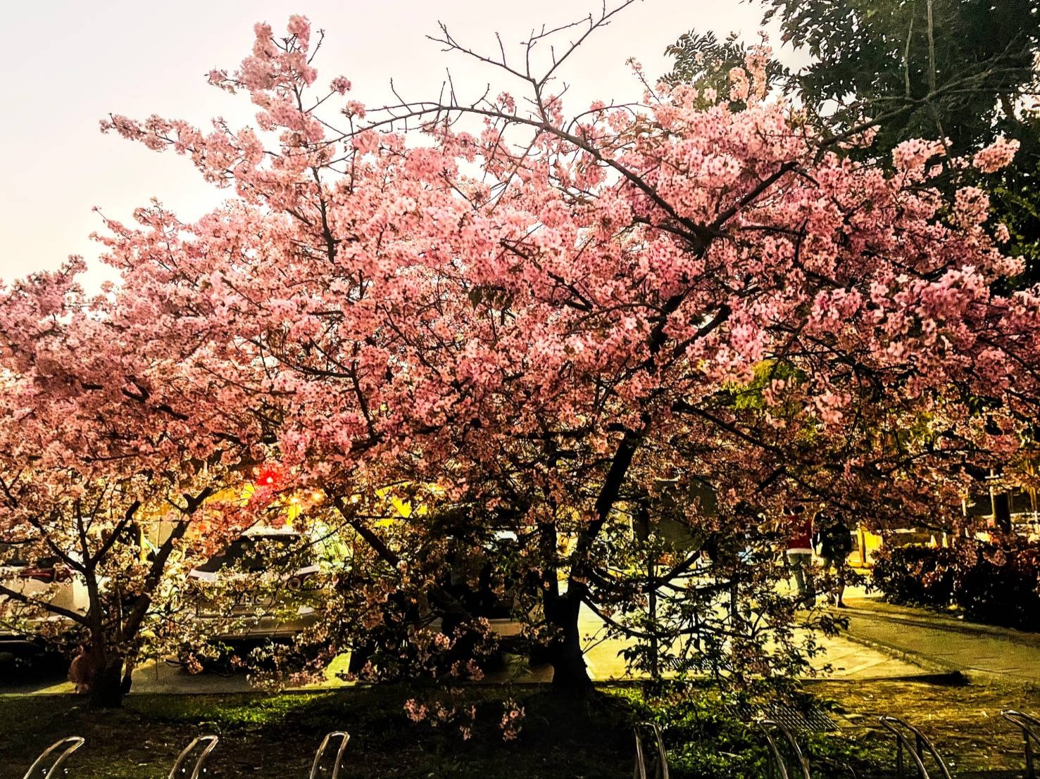 ▲櫻花王（來源：新北市政府水利局）