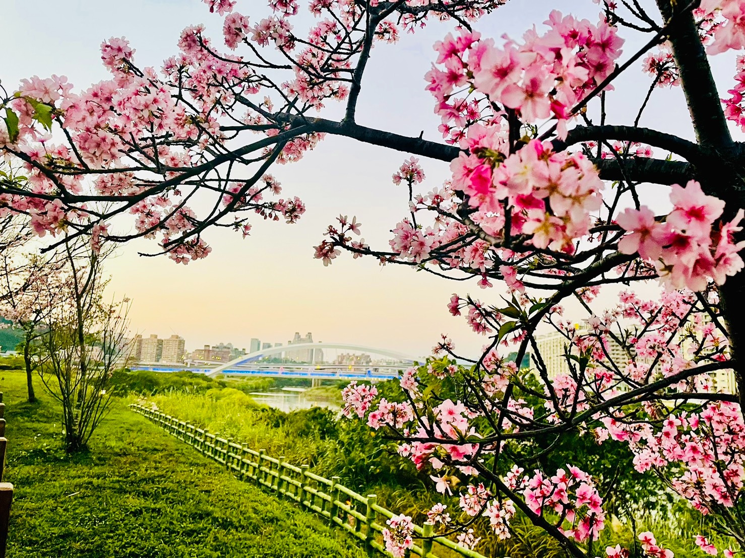 ▲櫻花構成的花框與陽光橋相呼應（來源：新北市政府水利局）