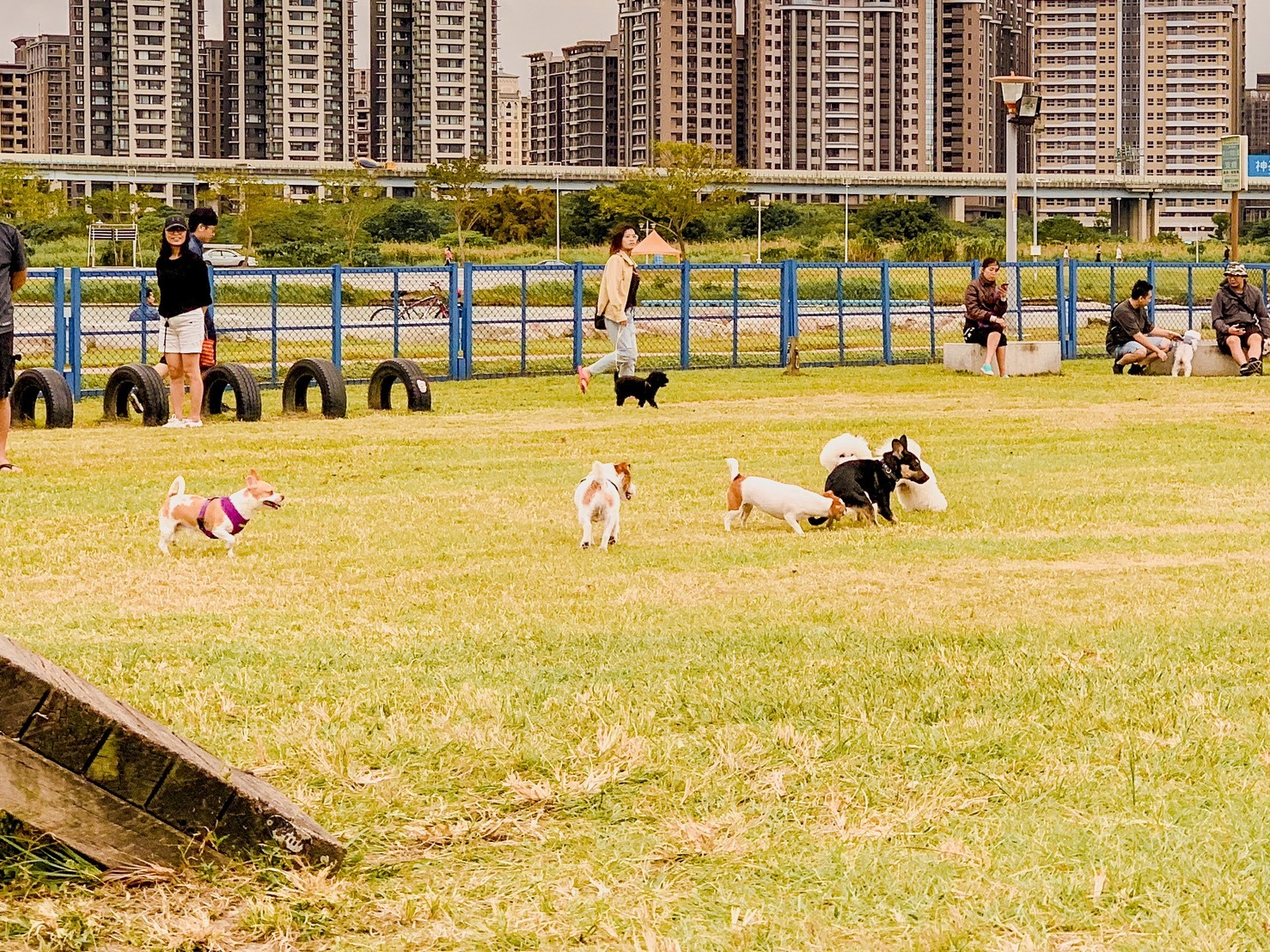 狗狗們喜歡大家一起玩