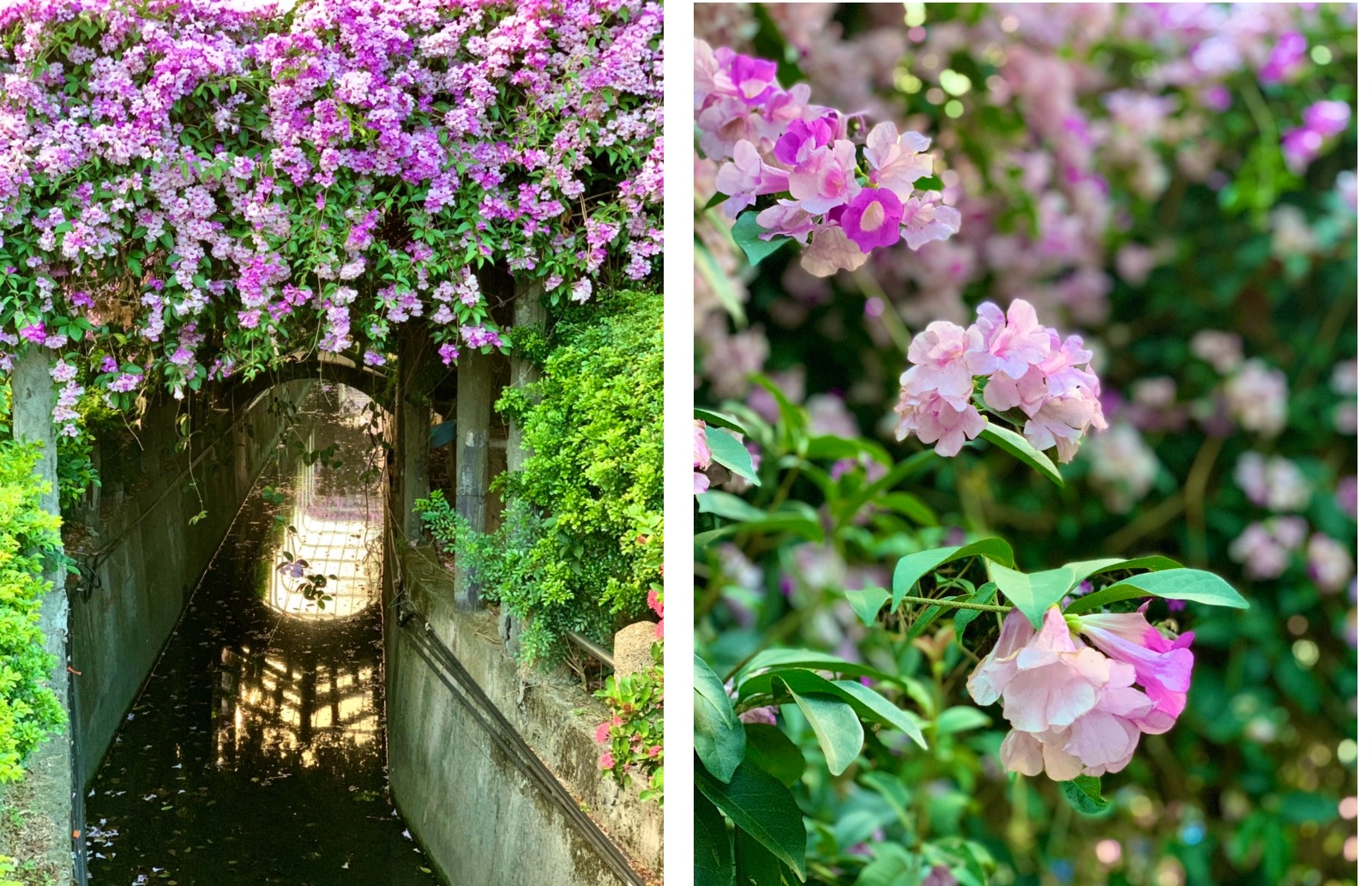 楓樹河濱公園蒜香藤花海