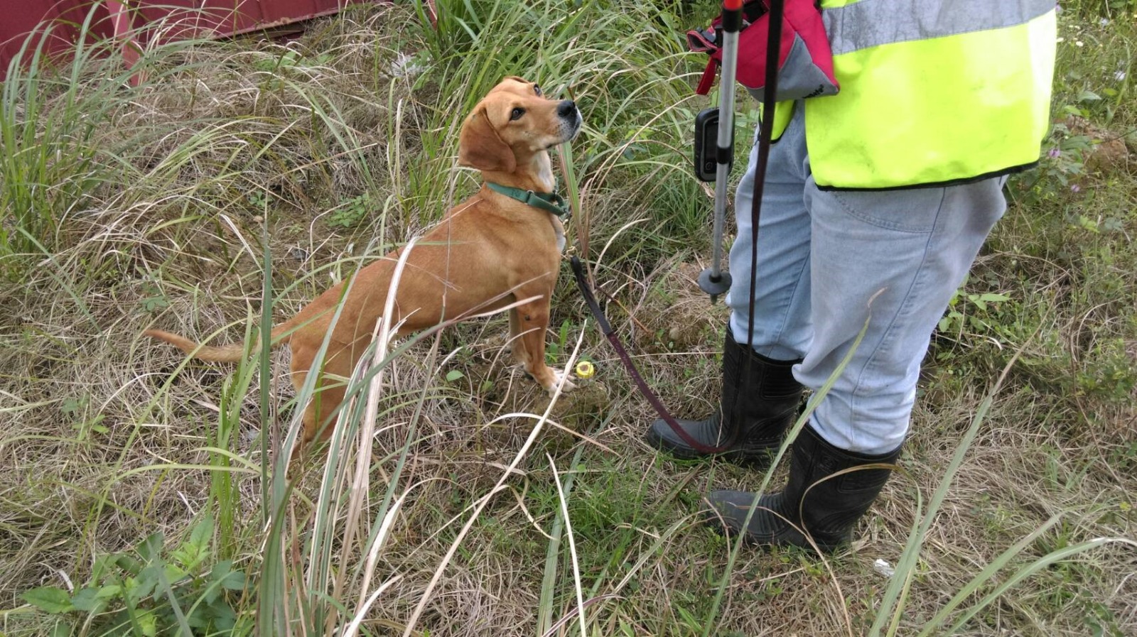 偵蟻犬來偵測