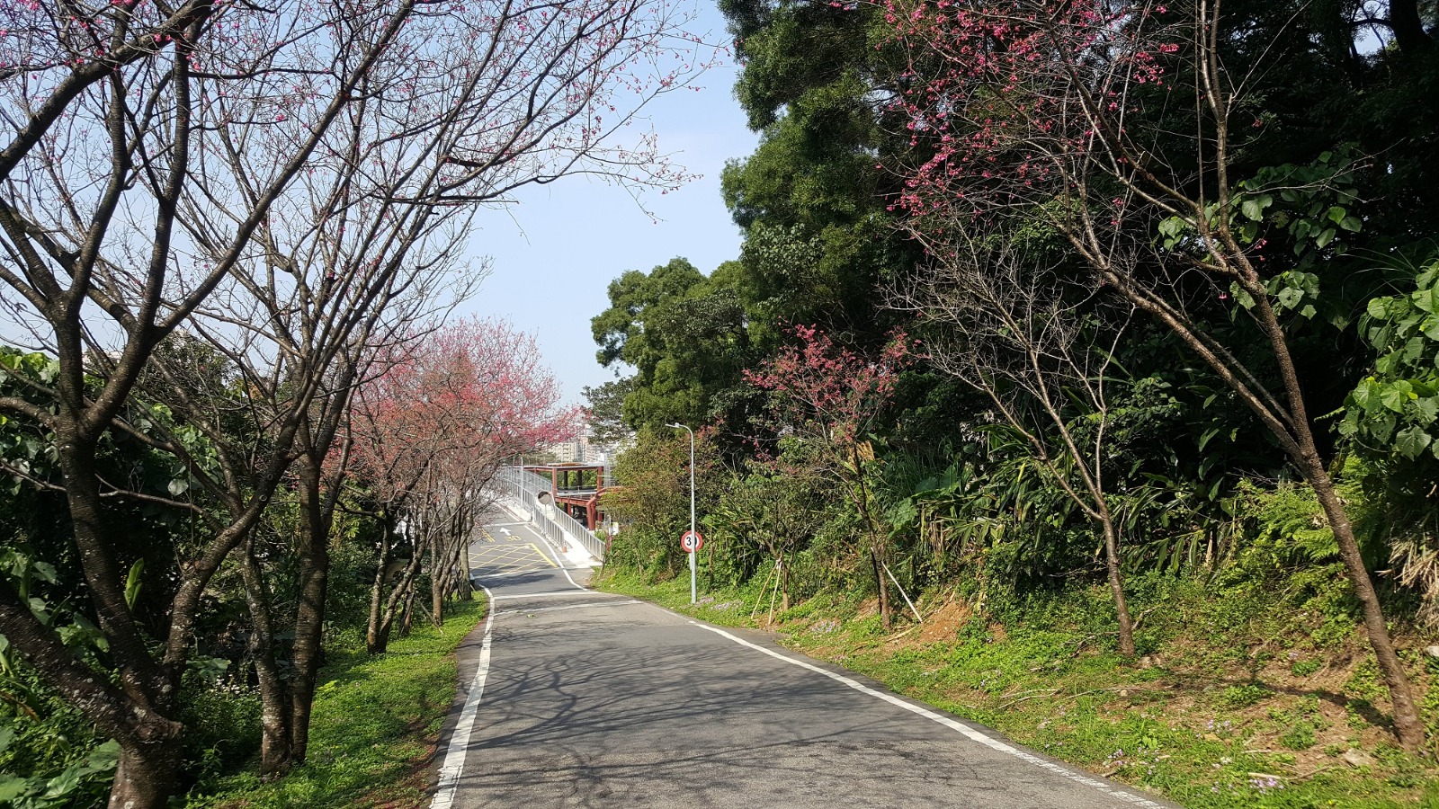 （圖說：淡金鄧公站旁的滬尾櫻花大道）  圖片來源：何冠德/攝影