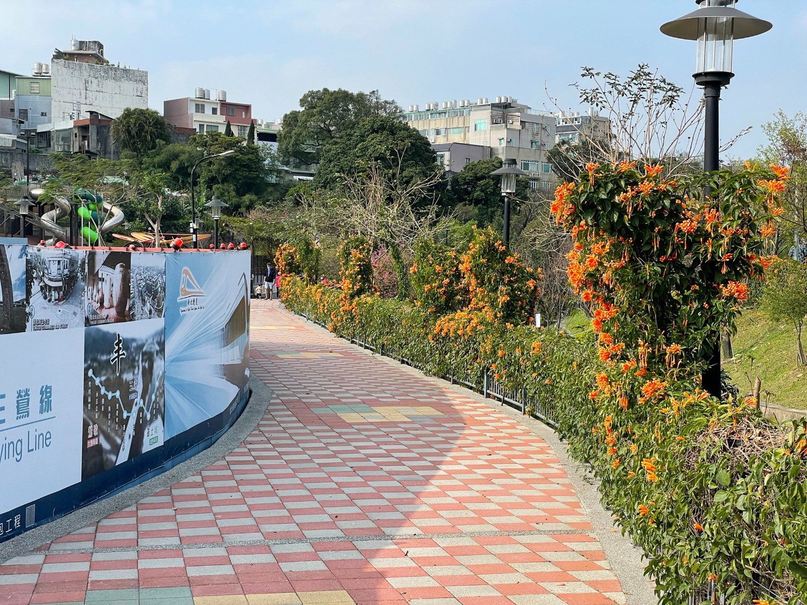 鶯歌永吉公園花季一景